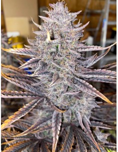 Ghost Toof (Mephisto Genetics) Autoflowering Seeds - Oaseeds 2