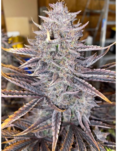 Ghost Toof (Mephisto Genetics) Autoflowering Seeds - Oaseeds