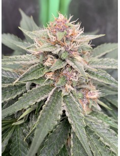 Forgotten Strawberries (Mephisto Genetics) Autoflower Seeds