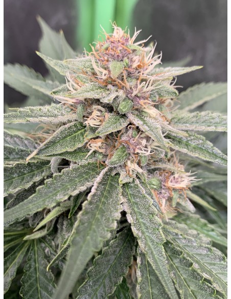 Forgotten Strawberries (Mephisto Genetics)