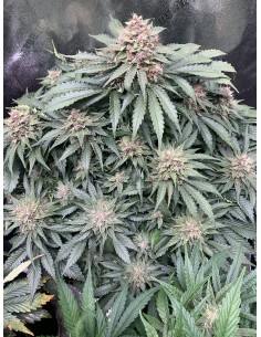 Forgotten Strawberries (Mephisto Genetics) Autoflower Seeds 2