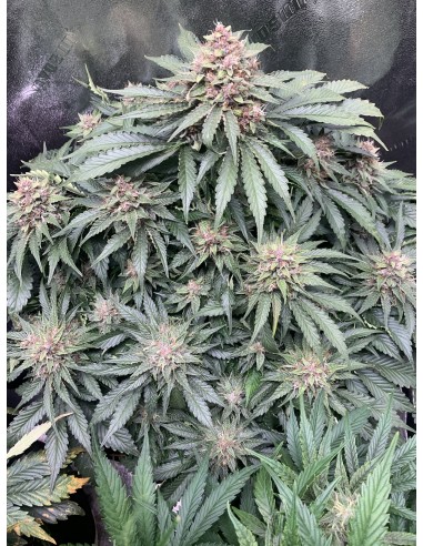Forgotten Strawberries (Mephisto Genetics)