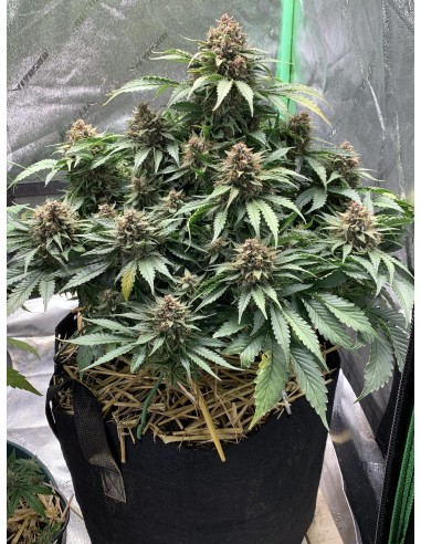 Forgotten Strawberries (Mephisto Genetics) Autoflower Seeds