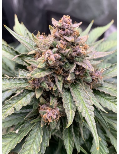 Forgotten Strawberries (Mephisto Genetics) Autoflower Seeds