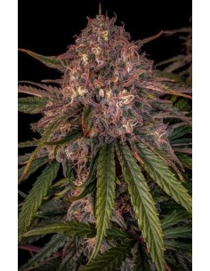 Sour Crinkle (Mephisto Genetics)