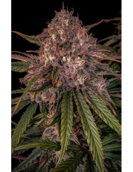 Sour Crinkle (Mephisto Genetics) Autoflowering Seeds