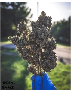 Bear Assed Monkey (Mephisto Genetics) Autoflowering Seeds