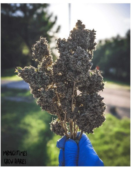 Bear Assed Monkey (Mephisto Genetics) Autoflowering Seeds