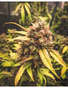 Bear Assed Monkey (Mephisto Genetics) Autoflowering Seeds 2