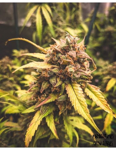 Bear Assed Monkey (Mephisto Genetics) Autoflowering Seeds