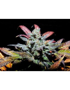Pinot Noir (Mephisto Genetics) 2