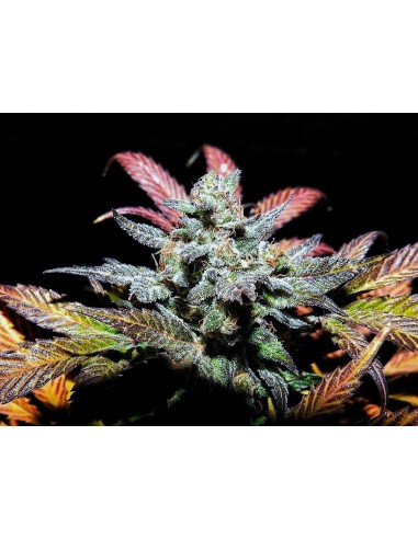 Pinot Noir (Mephisto Genetics) Autoflowering Seeds - Oaseeds