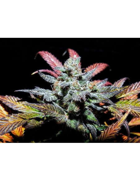 Pinot Noir (Mephisto Genetics) Autoflowering Seeds - Oaseeds
