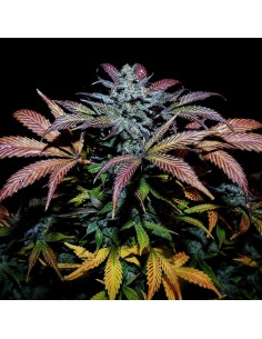 Pinot Noir (Mephisto Genetics) Autoflowering Seeds - Oaseeds 2