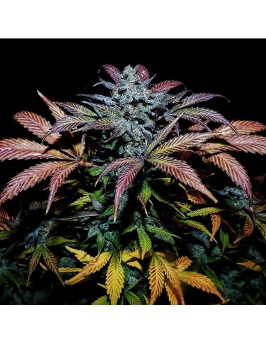 Pinot Noir (Mephisto Genetics) Autoflowering Seeds - Oaseeds