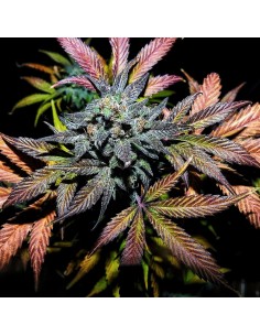 Pinot Noir (Mephisto Genetics)