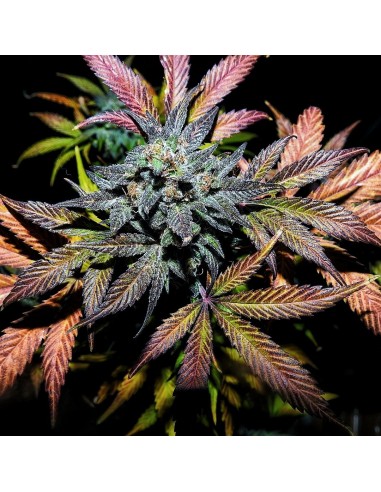 Pinot Noir (Mephisto Genetics) Autoflowering Seeds - Oaseeds