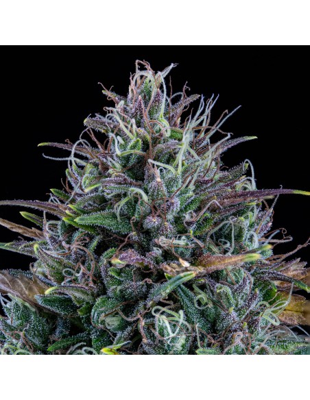 Livers Bx1 (Mephisto Genetics) Autoflowering Seeds - Oaseeds