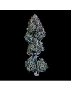 Livers Bx1 (Mephisto Genetics) Autoflowering Seeds - Oaseeds 2