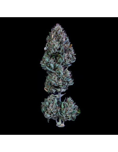 Livers Bx1 (Mephisto Genetics) Autoflowering Seeds - Oaseeds