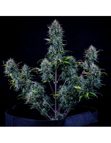 Livers Bx1 (Mephisto Genetics) Autoflowering Seeds - Oaseeds