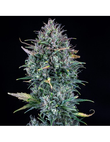 Livers Bx1 (Mephisto Genetics) Autoflowering Seeds - Oaseeds