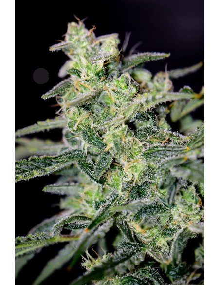 HubbaBubbaHaze (Mephisto Genetics) Semillas Autoflorecientes