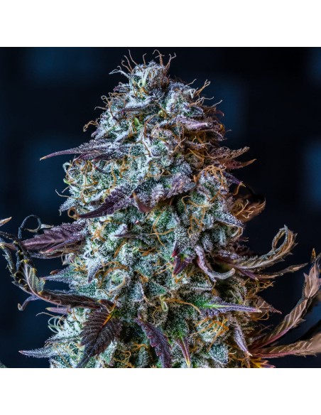 Mephisto's Wedding (Mephisto Genetics)