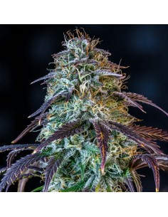 Mephisto's Wedding (Mephisto Genetics) Autoflowering Seeds 2