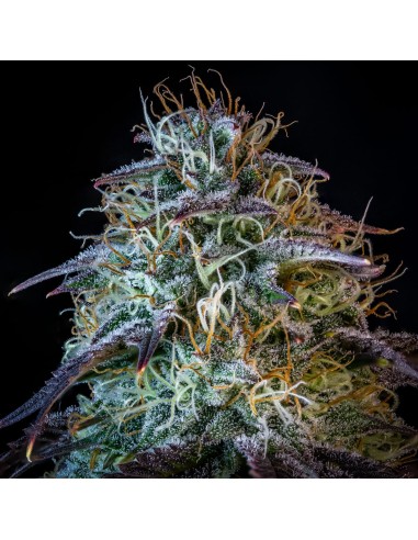 Mephisto's Wedding (Mephisto Genetics) Autoflowering Seeds