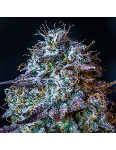 Mephisto's Wedding (Mephisto Genetics)