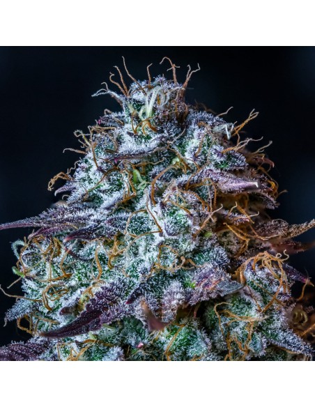 Mephisto's Wedding (Mephisto Genetics)