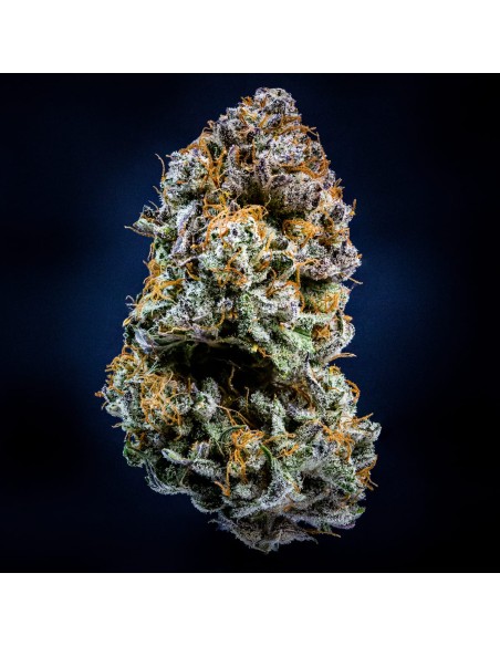 Mephisto's Wedding (Mephisto Genetics)