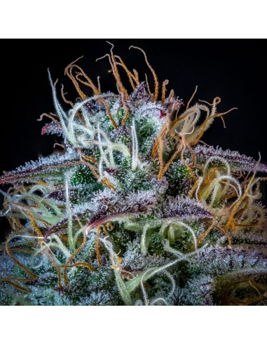 Mephisto's Wedding (Mephisto Genetics)