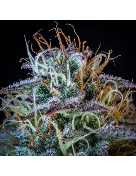 Mephisto's Wedding (Mephisto Genetics)
