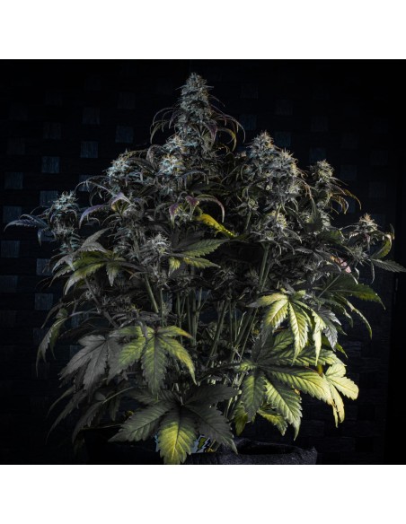Mephisto's Wedding (Mephisto Genetics)