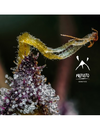 Mephisto's Wedding (Mephisto Genetics) Autoflowering Seeds