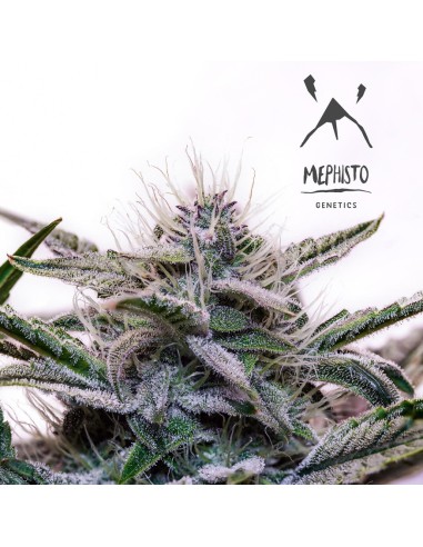 Mephisto's Wedding (Mephisto Genetics)