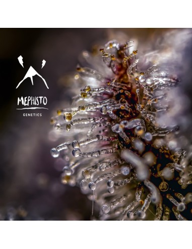 Mephisto's Wedding (Mephisto Genetics) Autoflowering Seeds