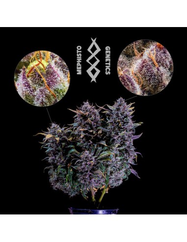 Mephisto's Wedding (Mephisto Genetics) Autoflowering Seeds