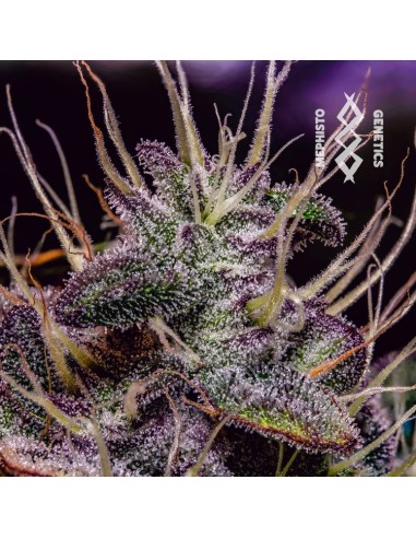 Mephisto's Wedding (Mephisto Genetics)
