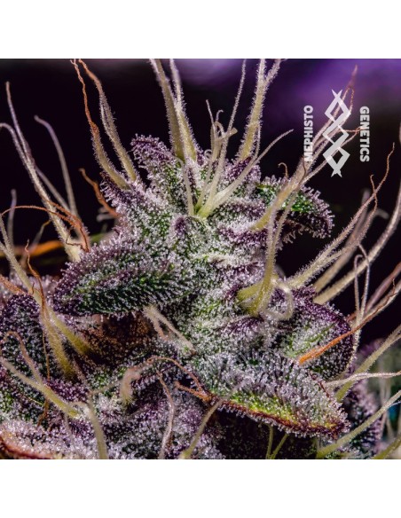 Mephisto's Wedding (Mephisto Genetics)