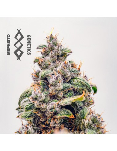 Mephisto's Wedding (Mephisto Genetics)