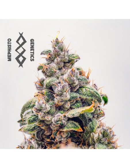 Mephisto's Wedding (Mephisto Genetics)