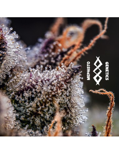 Mephisto's Wedding (Mephisto Genetics) Autoflowering Seeds