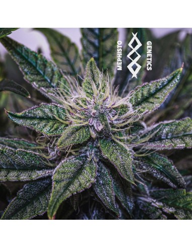 Mephisto's Wedding (Mephisto Genetics) Autoflowering Seeds
