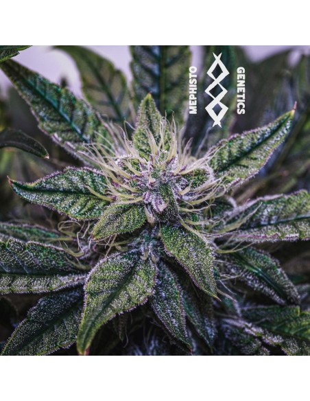 Mephisto's Wedding (Mephisto Genetics)