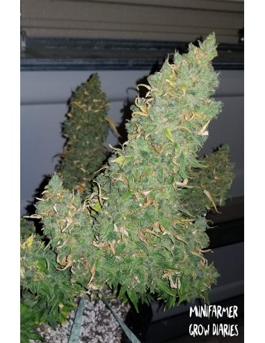 Heisenberg Special (Mephisto Genetics) Semillas Automaticas