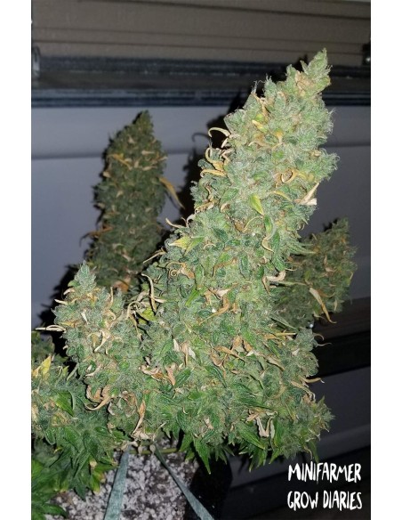 Heisenberg Special (Mephisto Genetics) Semillas Automaticas