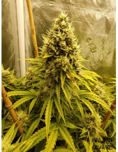 Heisenberg Special (Mephisto Genetics) Autoflowering Seeds 2